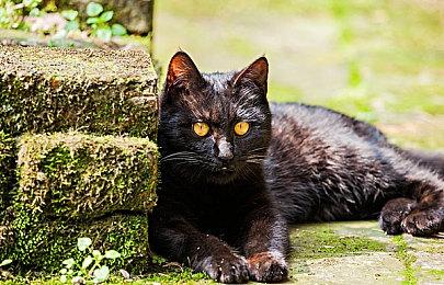 模拟×探索×多重结局ADV《Cafe DReAMLAND》Steam页面开放 明年发行